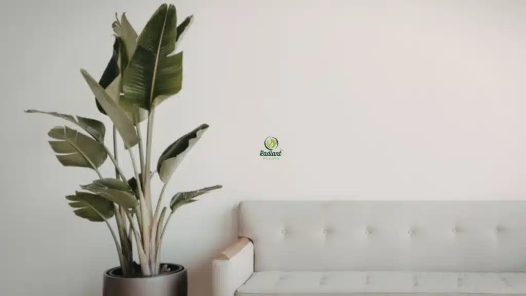 Large indoor house plants with modern planter styling