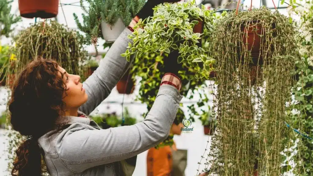 Low-Maintenance Plants for Hanging Baskets