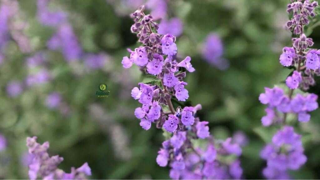 Perennial plant purple flowers