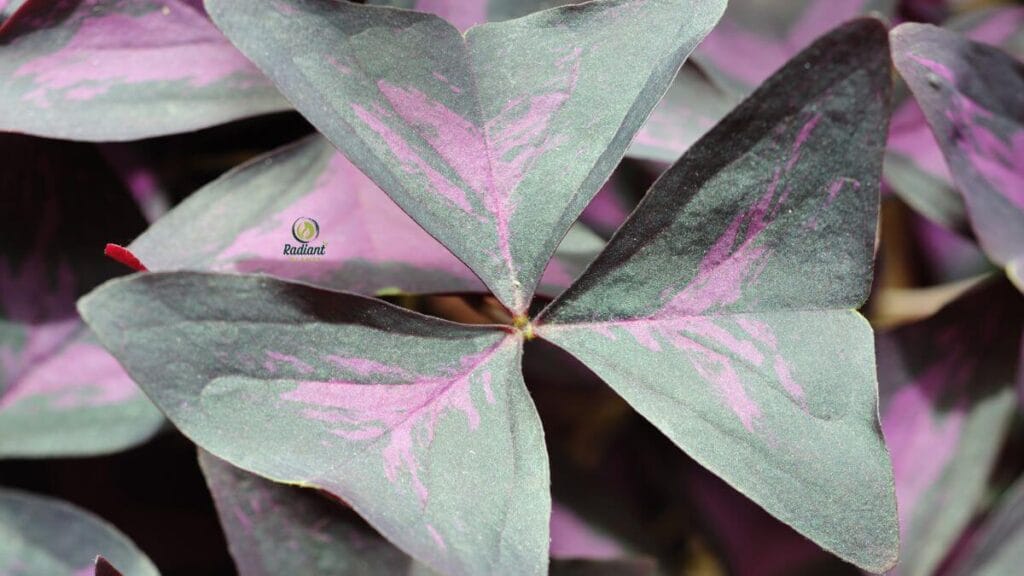 Low-Light Plant with Purple and Green Leaves in Bedroom