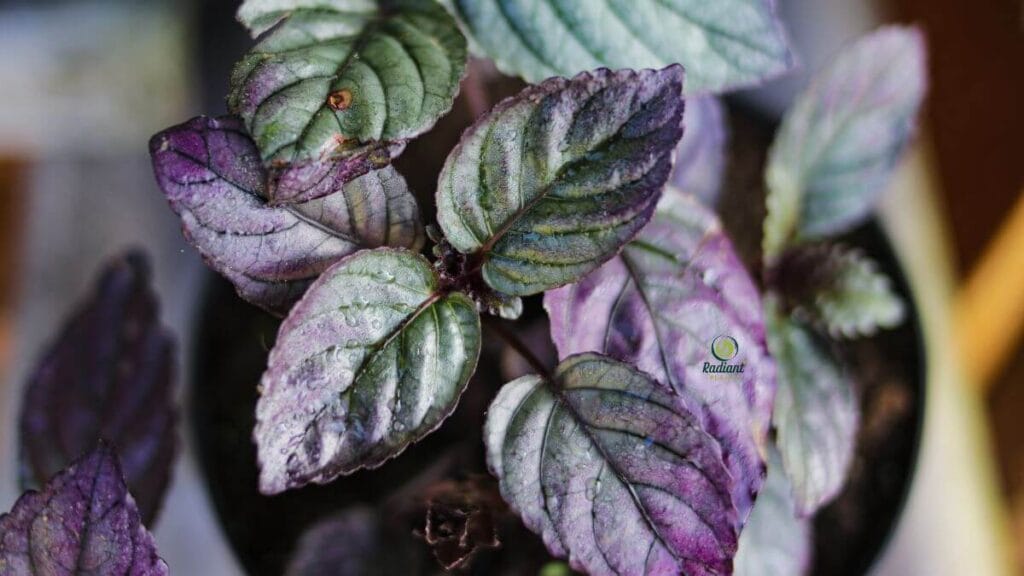 Purple Waffle Plant