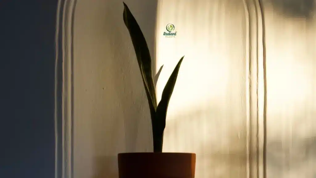 Snake Plant good house plants low light