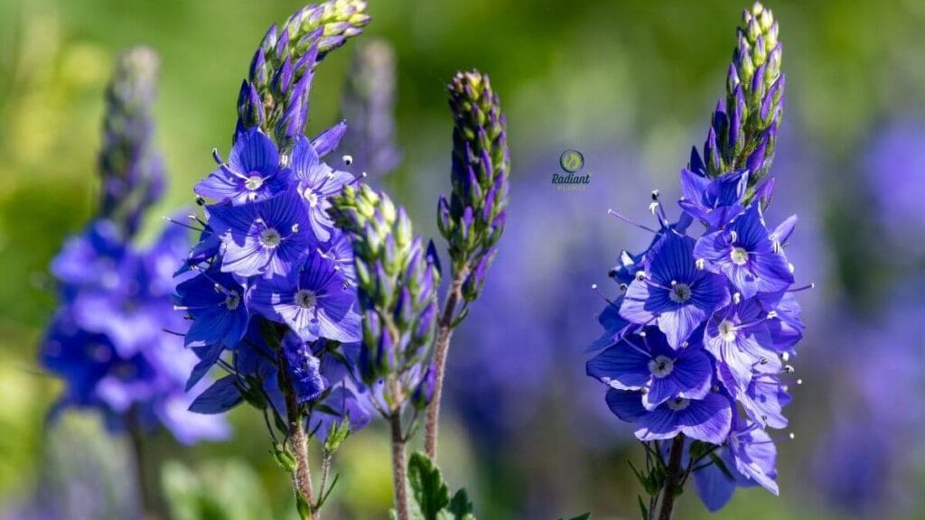 Spike speedwell Veronica