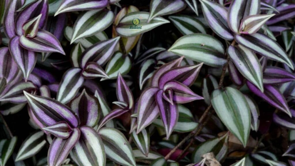 Plant with Purple and Green Leaves in Bright Window