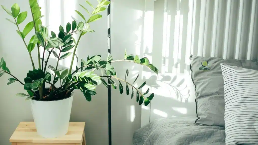 ZZ Plant good house plants low light