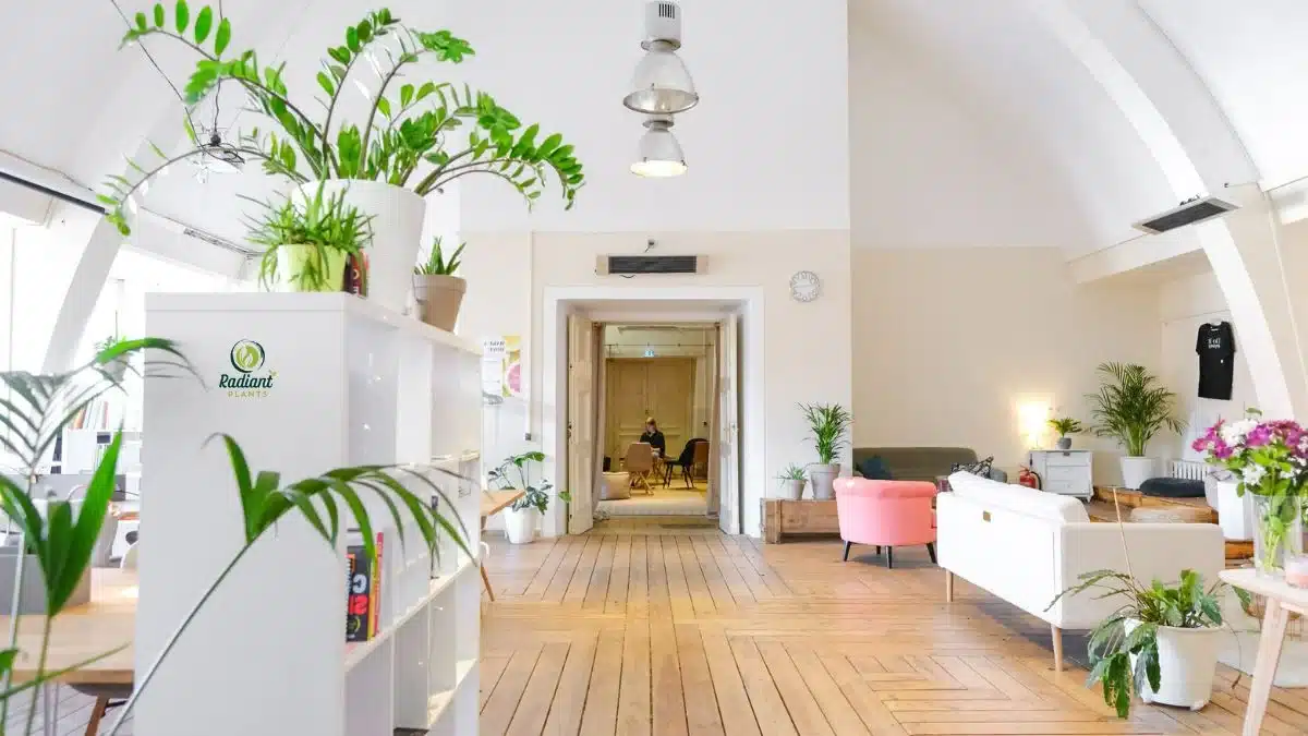 good house plants low light