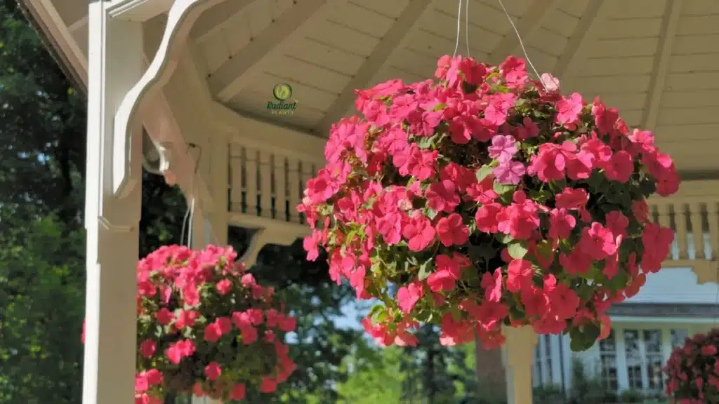 hanging baskets