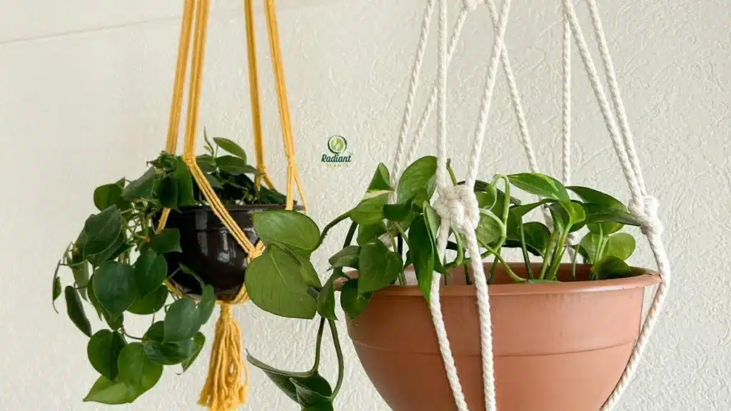 indoor plants plants for hanging baskets