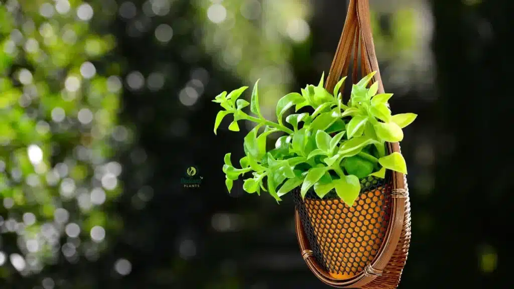 outdoor plants plants for hanging baskets