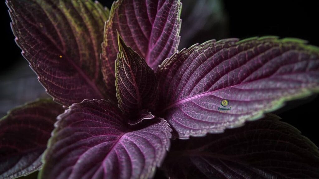 plant with purple and green leaves on a wooden shelf in a cozy living room