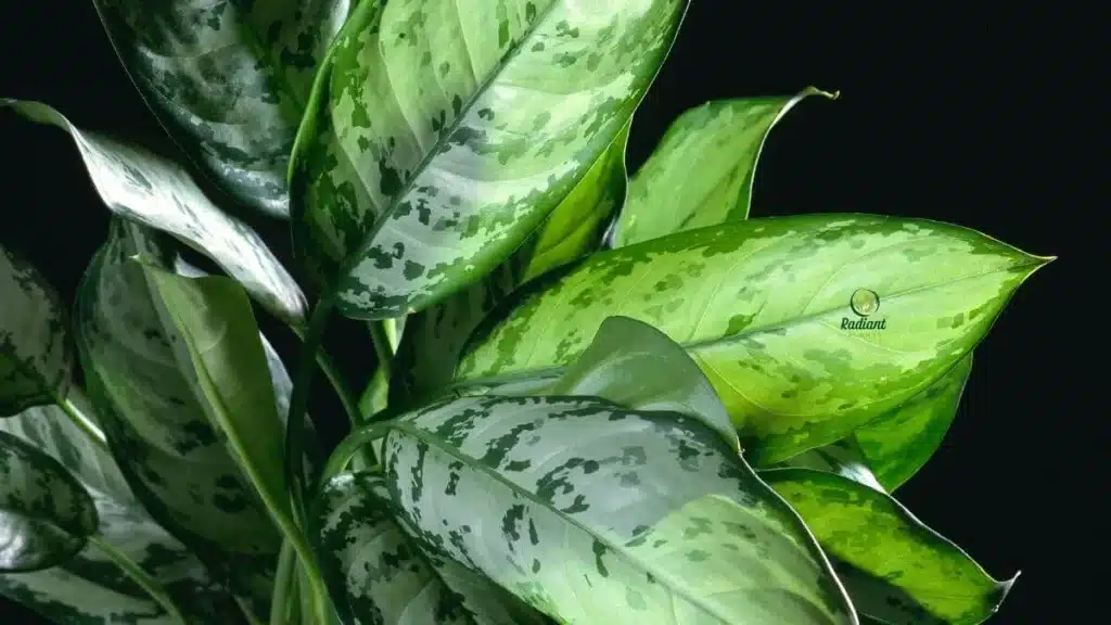 Chinese Evergreen