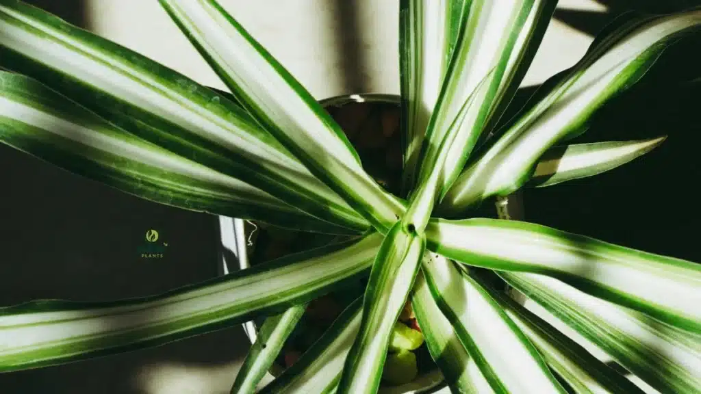 Using LED grow lights to meet Dracaena light requirements indoors