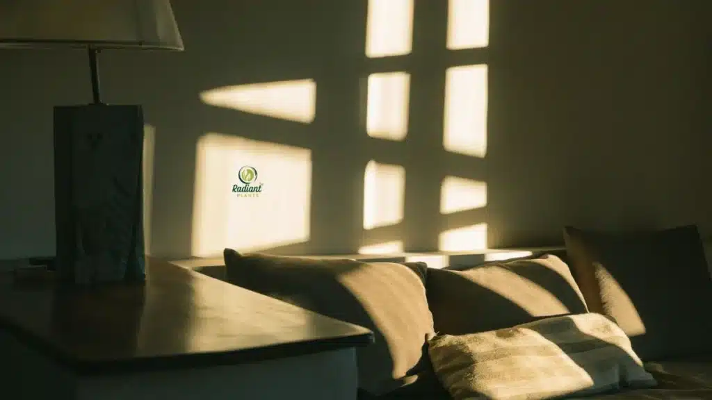 Low Light Indoor House