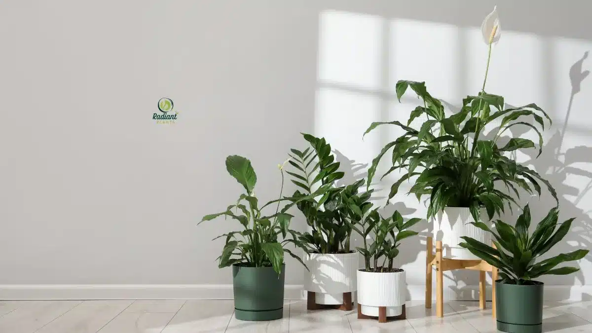 Low Light Indoor House Plants