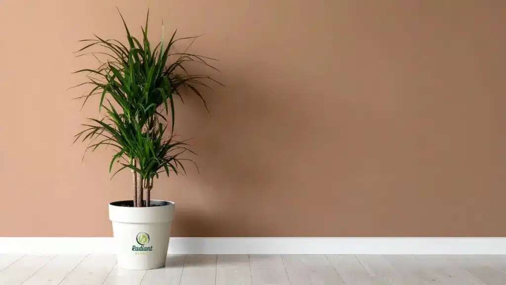 Dracaena plant growth in low light vs bright indirect light indoors