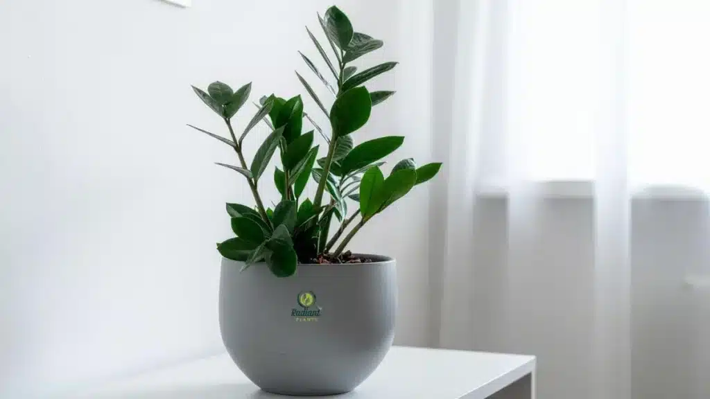 Beginner-friendly low light indoor house plants including snake plant, ZZ plant, and pothos in home settings