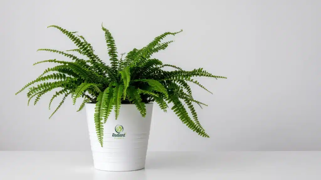 ASPCA lists Boston Fern