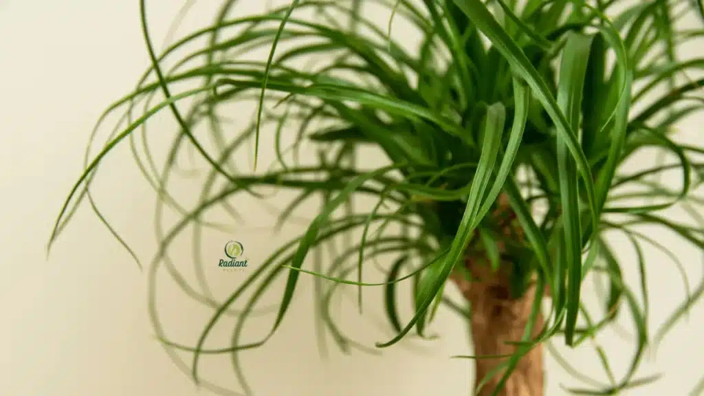 ASPCA lists Ponytail Palm