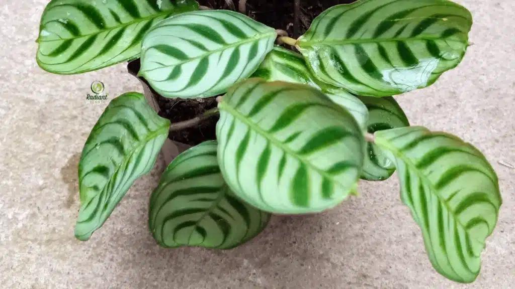 safe indoor plants for cats and dogs calathea peperomia