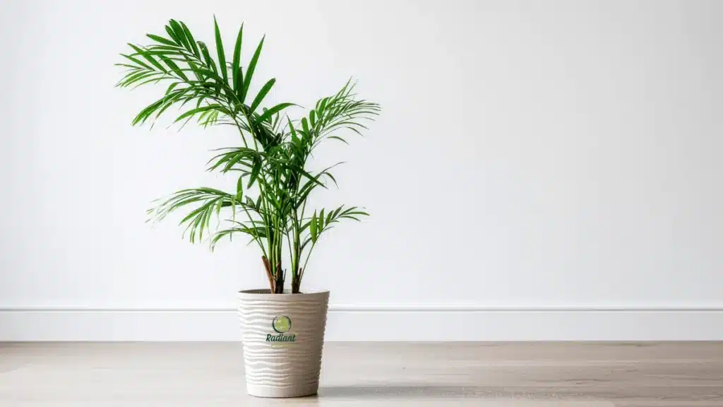 ASPCA lists parlor palm