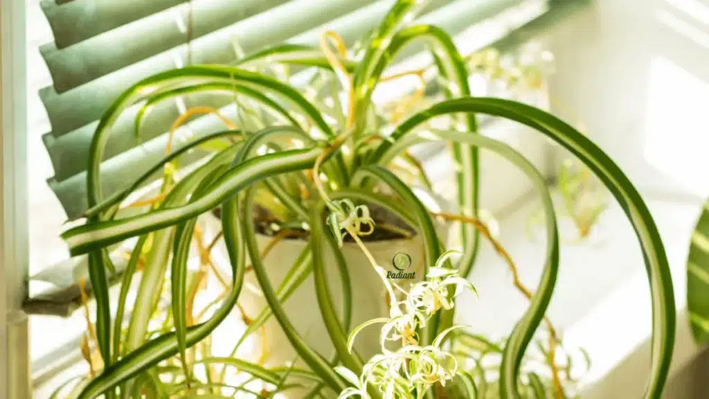 pet-friendly plants safe for cats and dogs in living room