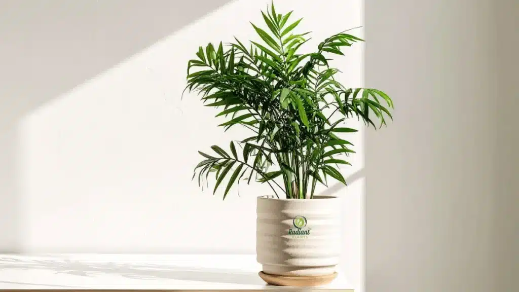 ASPCA lists the areca palm