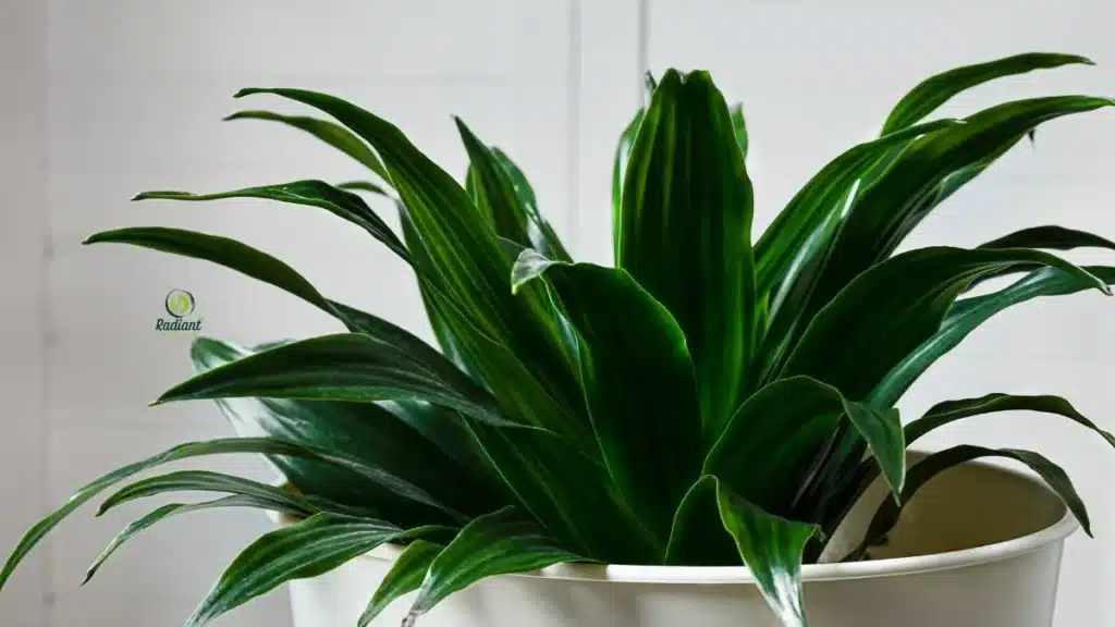 Variegated dracaena leaves showing yellow and green patterns