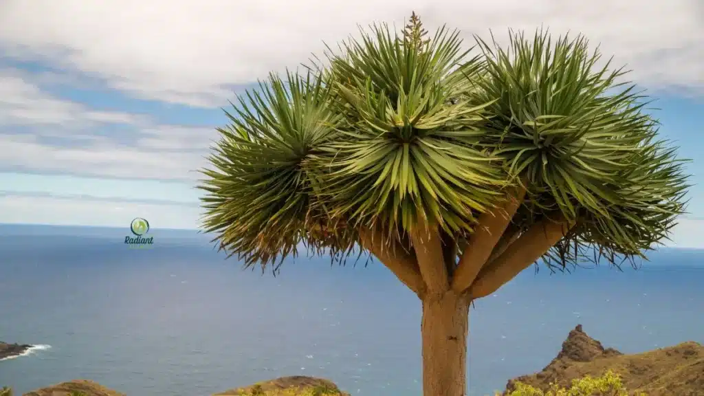 Dracaena Draco Dragon Tree