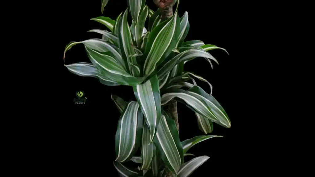 Dracaena Janet Craig