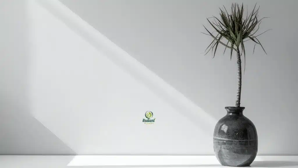 Dracaena Marginata Madagascar Dragon Tree