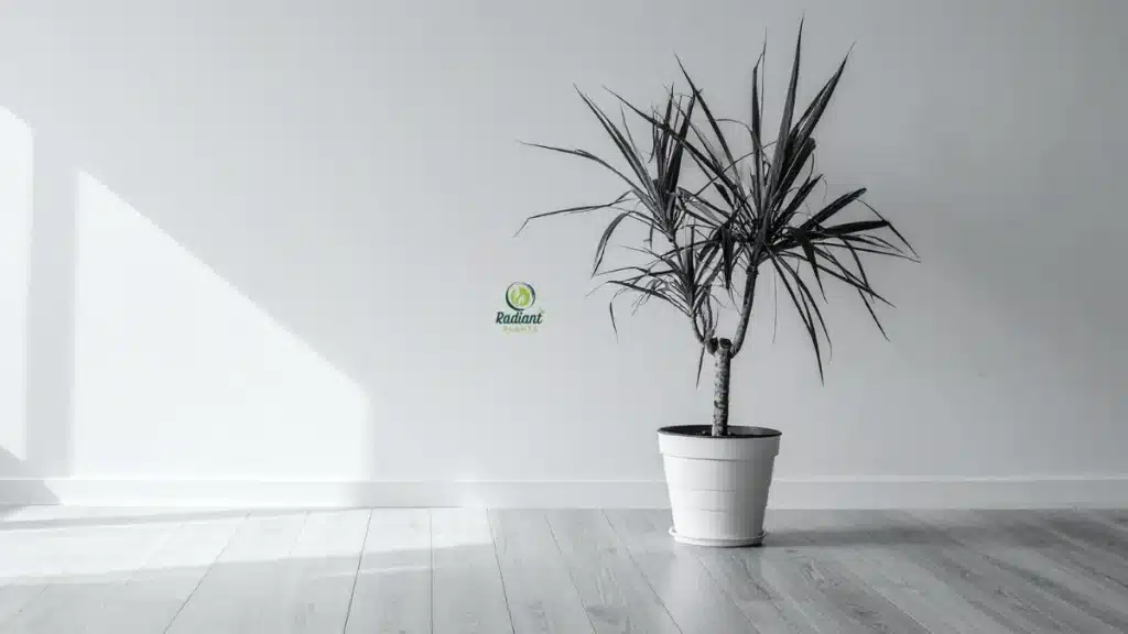 Dracaena Plants Are Popular Indoor Houseplants