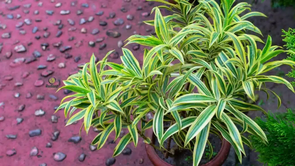 Dracaena Reflexa Song of India