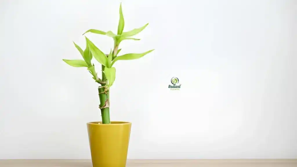Different dracaena varieties including marginata, lemon lime, and warneckii