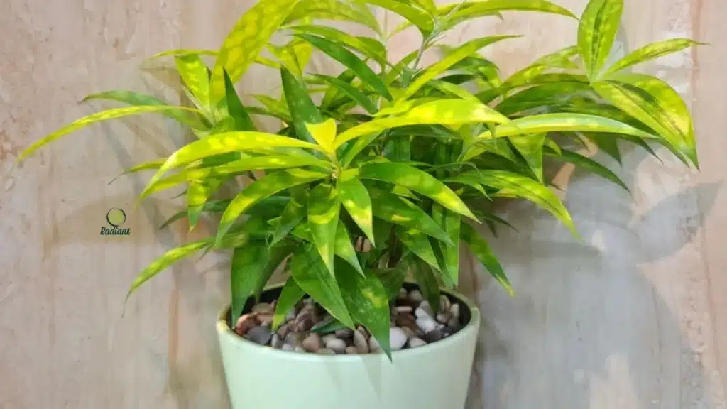 Dracaena marginata indoor plant growing in a modern living room