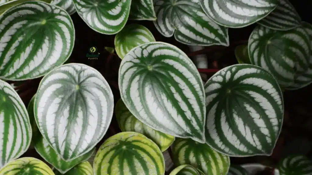 hanging pet-friendly plants safe placement for cats