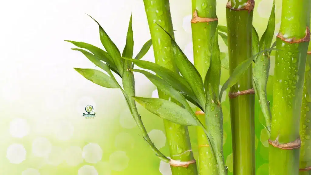 Types of Bamboo Plants: Clumping vs Running (What to Choose)