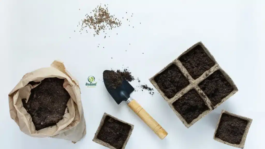 comparison of dense potting soil vs well draining dracaena soil