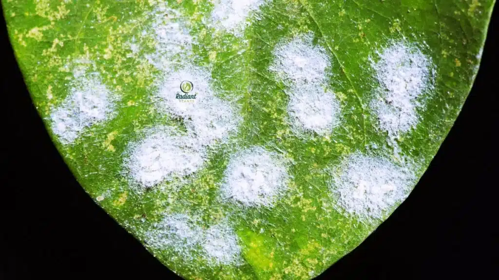 Plant leaves showing powdery mildew, dark leaf spots, and rust-colored lesions