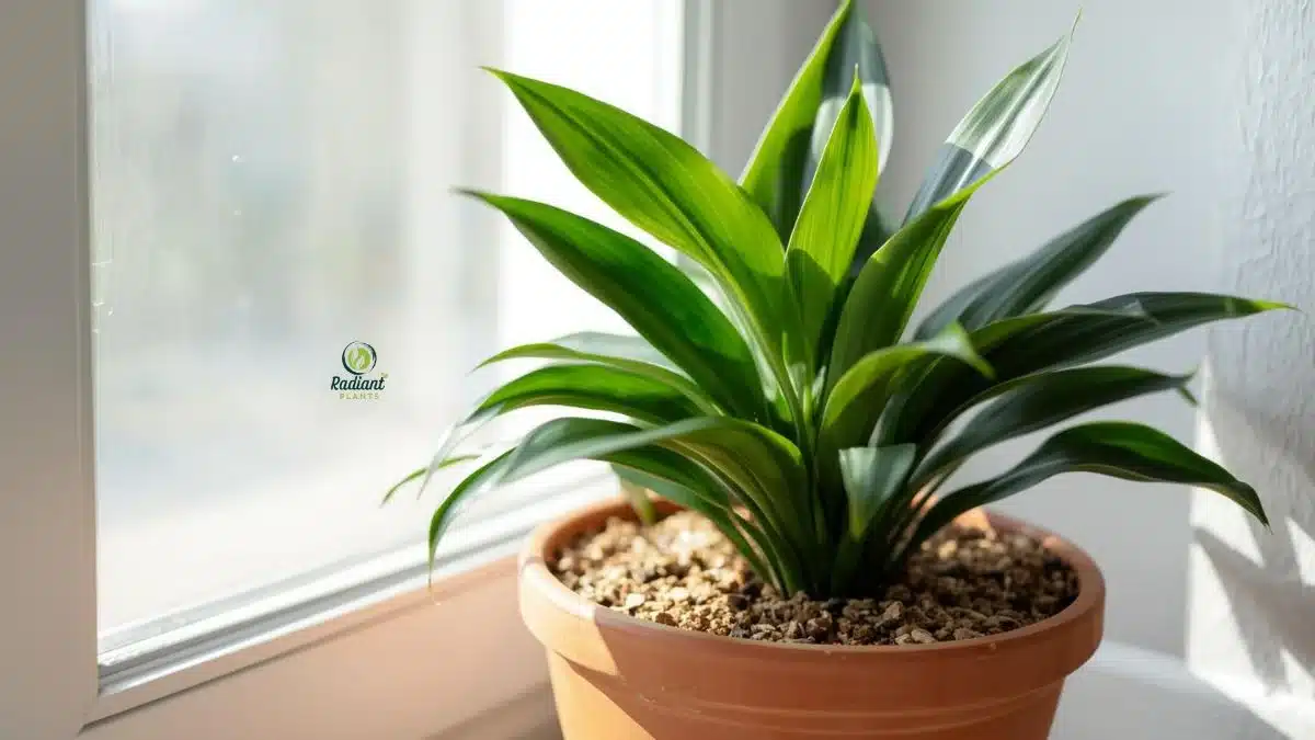 best soil for dracaena indoors 1