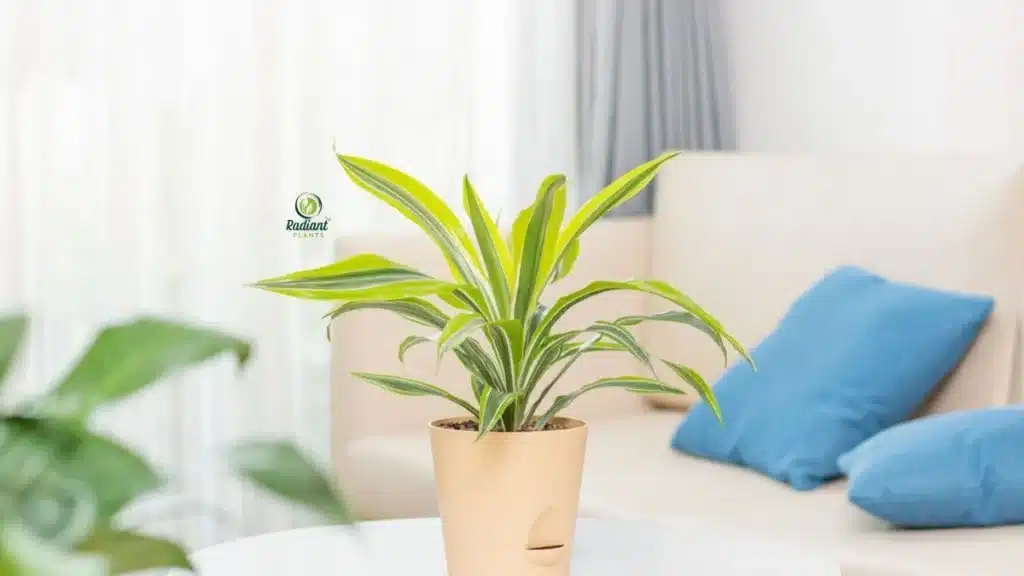 dracaena lemon lime