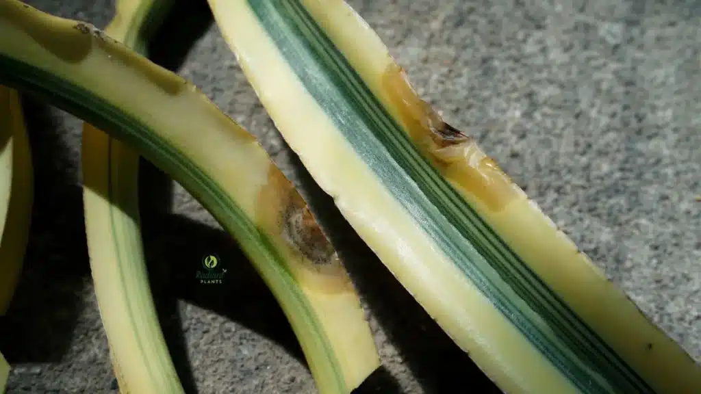 Comparison of healthy white plant roots and dark mushy roots affected by root rot