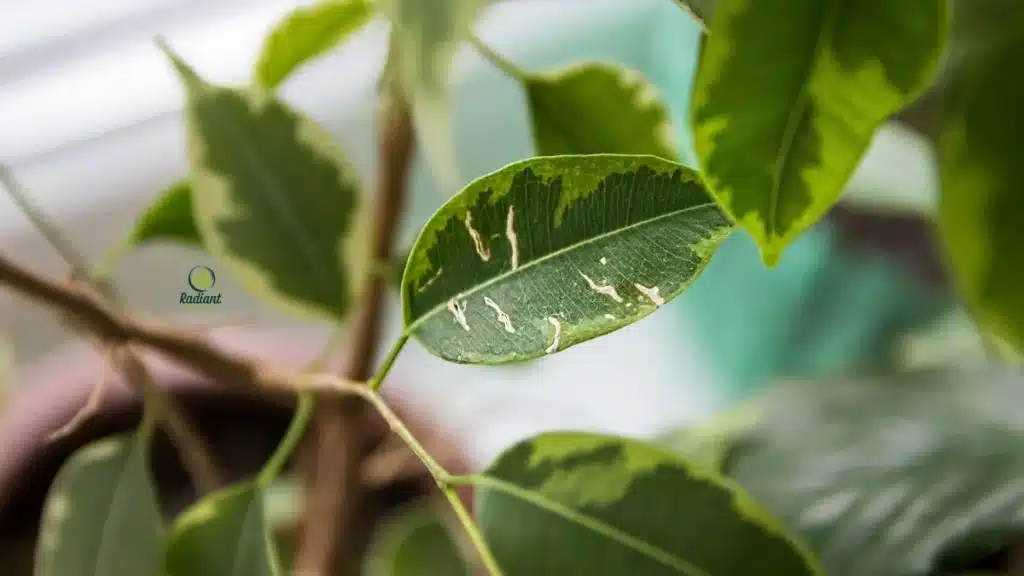 Chart showing common plant disease symptoms like brown spots, mildew, yellow leaves, root rot, and wilting