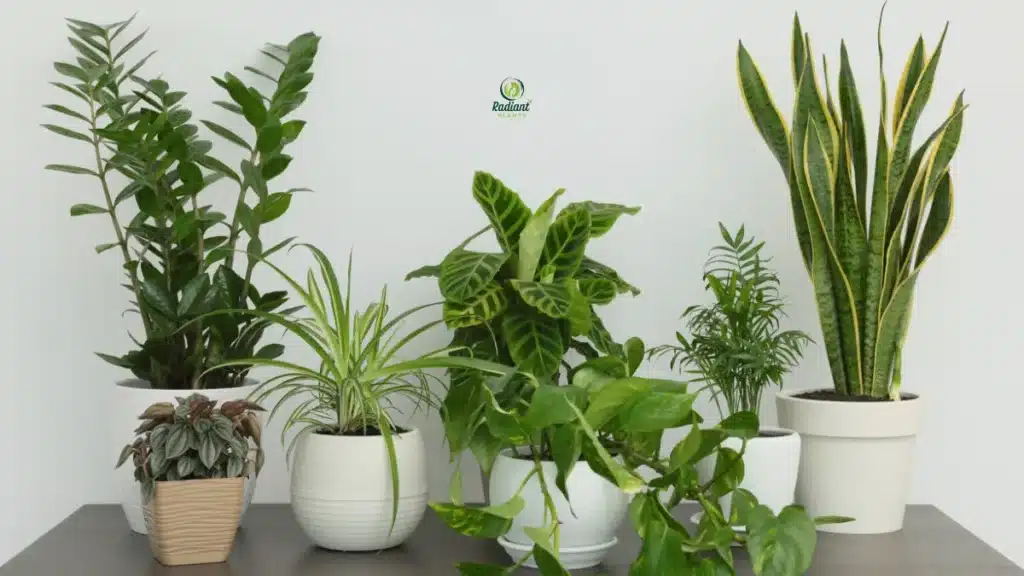 best plant types for beginners snake plant pothos indoor
