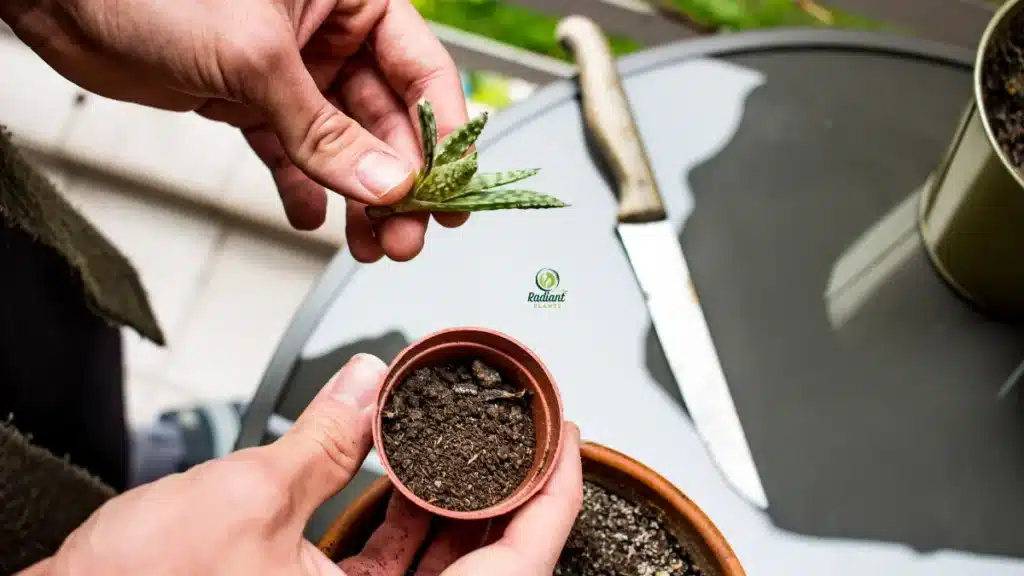 root bound indoor plant showing circling roots before repotting