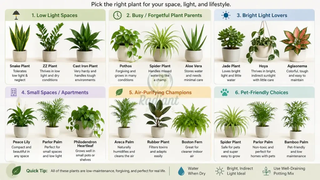 snake plant vs zz plant easy indoor plants comparison