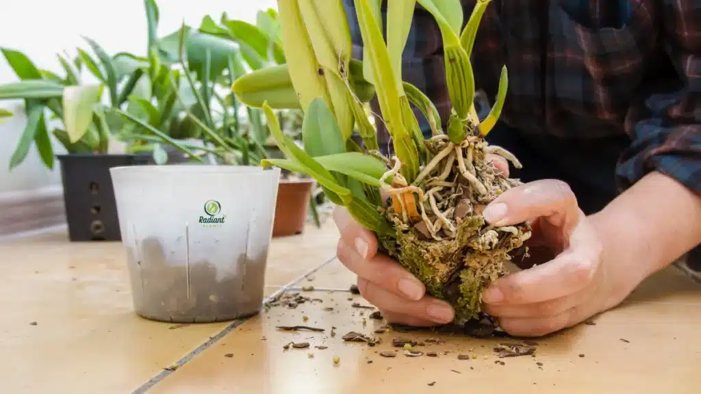 Common Mistakes That Kill Plants