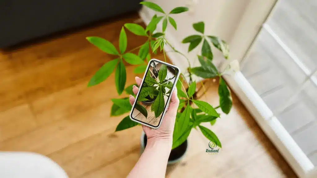 How to Identify Plant Problems