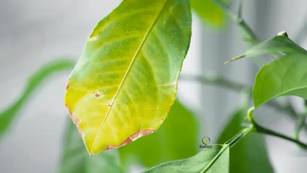 Plant Problems (Brown Spots on Leaves)