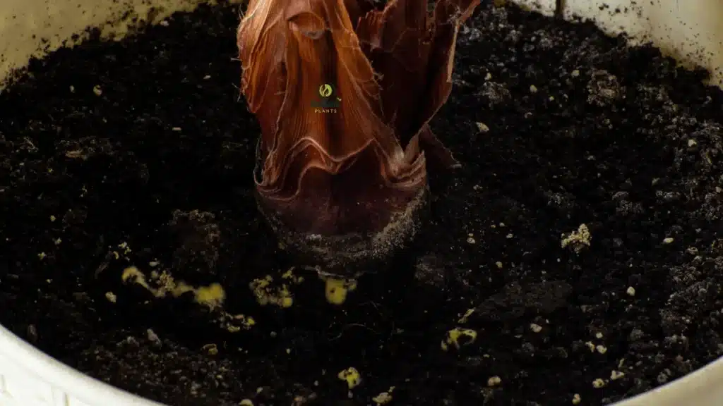 Plant Problems (Mold on Soil)