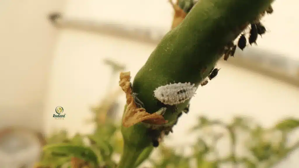 Plant Problems (Pests (Aphids, Spider Mites, Whiteflies))